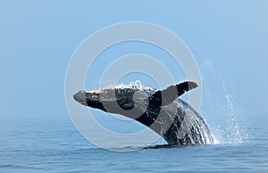 Closeup of Humpback whale jumping out of the water