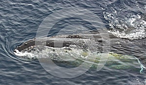 Closeup of a humpback whale (Megaptera novaeangliae)