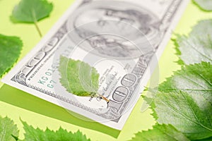 Closeup hundred dollar bill and green birch leaves on the vivid lime table