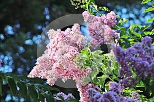 Closeup: hundreds of tiny, pink crape myrtle blooms