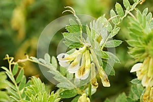 Closeup of hungarian vetch crops in field