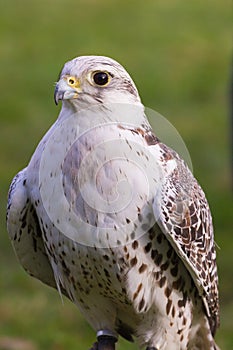 Closeup of a hunting falcon