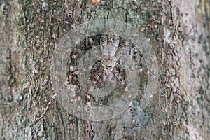 Closeup of huntsman spider camouflage on tree trunk at Taman Negara National Park, Pahang