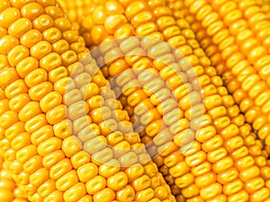 Closeup of husked sweet corn cobs