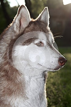 Closeup husky dog outdoors