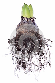 Closeup of hyacinth bulb