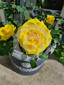 closeup of Hybrid Tea Rose or Rosa hybrida photo