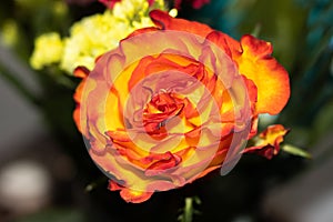 Closeup of hybrid tea rose