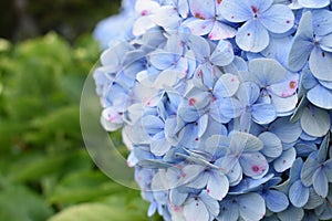 Closeup of hydrangea blue deckle flowers photo