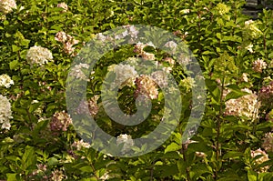 Closeup Hydrangea paniculata, type diamant Rouge with blurred background in summer garden