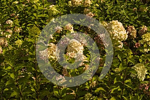 Closeup Hydrangea paniculata, type diamant Rouge with blurred background in summer garden