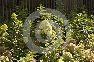 Closeup Hydrangea paniculata, type diamant Rouge with blurred background in summer garden