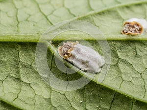 Closeup of hydrangea scale sucking on a leaf