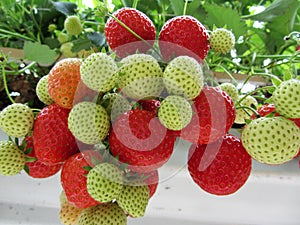 Closeup of hydroponic cultivated strawberry plants