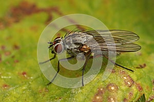 Closeup on the Hylemya vagans fly, sitting on a green leaf