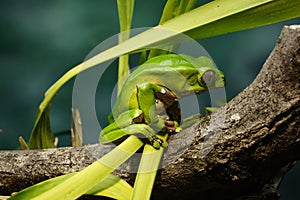 Closeup of a Hylidae sitting on a tree in a forest