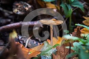 Closeup of Hymenopellis radicata fungus with blurred background