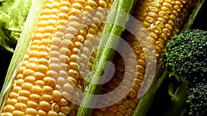 Closeup photo of water rain droplets on ripe sweetcorn ears. Background for healthy food and GMO free products.Diet