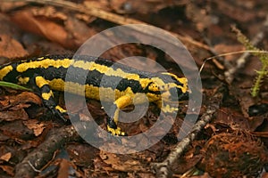 Closeup on the Iberian live bearing fire salamander, Salamandra photo
