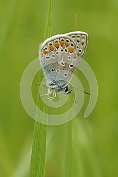 Closeup of an Icarus blue butterfly , Polyommatus icarus