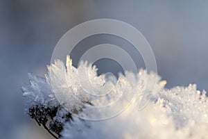 Closeup of ice crystal on top of a plant