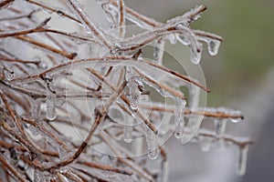 Closeup of ice encased twigs