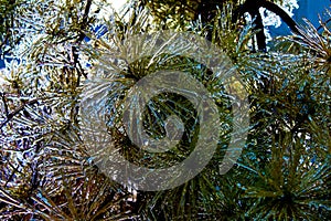Closeup of ice encrusted evergreen boughs