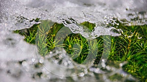 Ice crystals closeup with grass