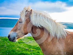 Closeup of icelandic horse