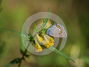 Idas blue or northern blue butterfly on yellow flower photo