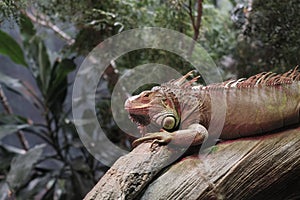 Closeup of Iguana