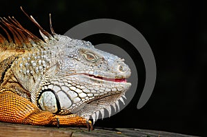 Closeup of an Iguana