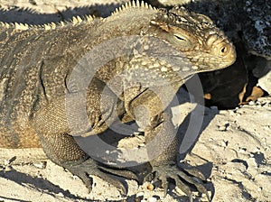 Closeup of iguana head