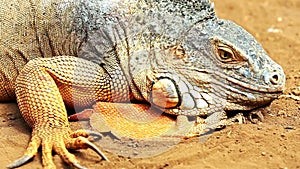 Closeup of iguana or lizard on yellow sand