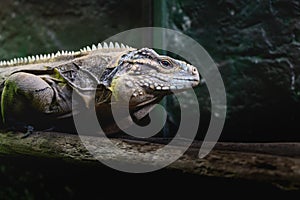 Closeup Iguana lying on a branch. Iguana is lizard reptile in the genus Iguana in the iguana family