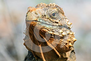 closeup of an iguana on the reefs