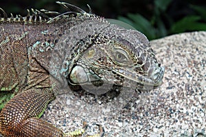 Closeup of an Iguana