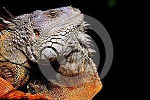 Closeup of iguana showing large dewlap
