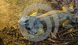 Closeup of a iguana, tropical lizard from America, popular pet in herpetoculture