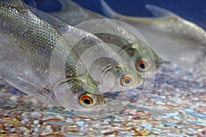 Closeup of ilish (Tenualosa ilisha) fish close to the ground