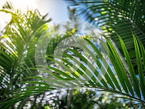 Closeup image of bambbo leaves and palm tree against bright sun and blue sky in rainforest