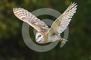 Barn Owl in flight