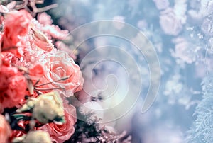 Closeup image of beautiful flowers wall background with amazing red and white roses Retro filter