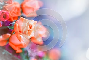 Closeup image of beautiful flowers wall background with amazing red and white roses Retro filter