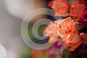 Closeup image of beautiful flowers wall background with amazing red and white roses Retro filter