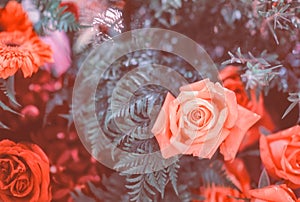 Closeup image of beautiful flowers wall background with amazing red and white roses Retro filter