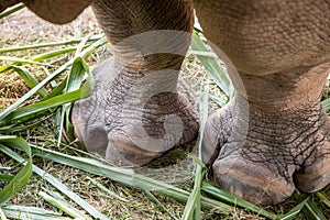 Closeup image big foot of elephant asia in the thailand