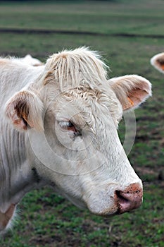 Closeup image Brahman heifer, beige cow with identification ear tags.