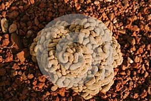 Closeup image of Brain Cactus or Mammillaria Elongata Cristata in botanic garden