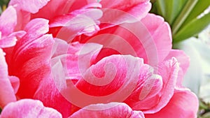 Detallado imagen de claro rosa esponjoso tulipán flor 